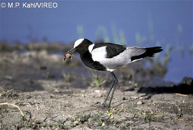 Blacksmith Lapwing k01-38-040.jpg